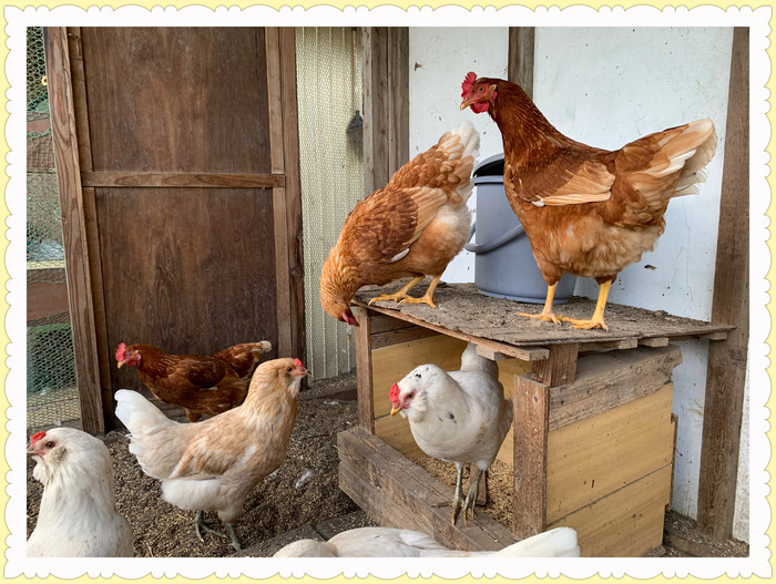立派な鶏さんになりました