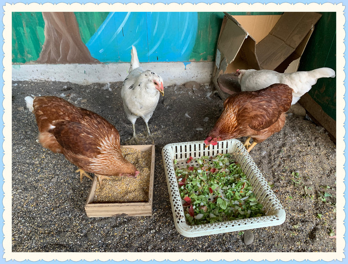 餌をもりもり食べています??