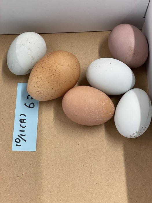 うみたてのたまごはあったかいのです 愛情持って育んだ命をいただけることに感謝です