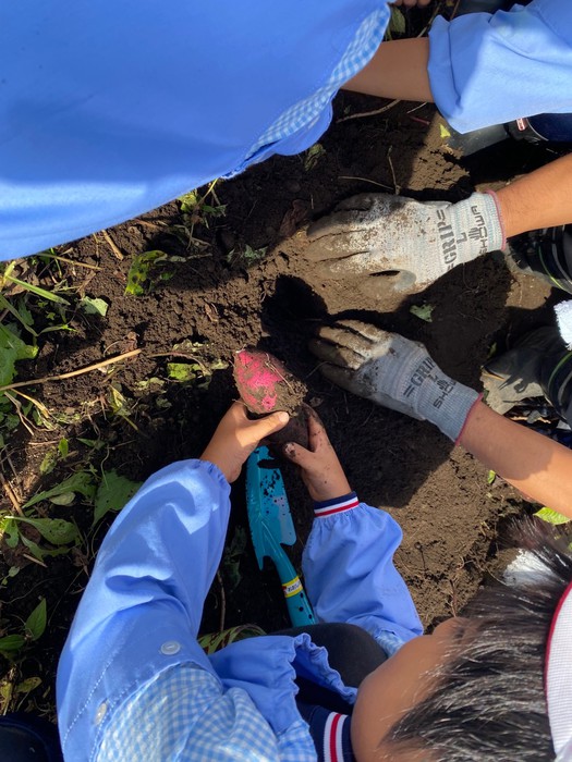 大きなさつまいもだぁ(^^)