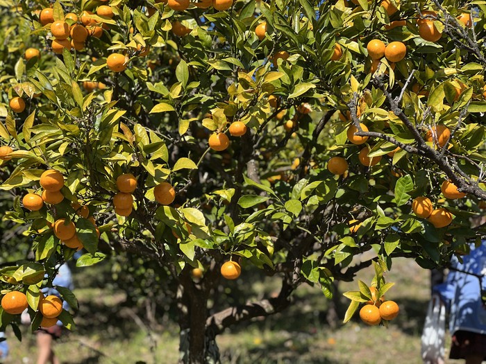 無農薬無添加のみかんたち