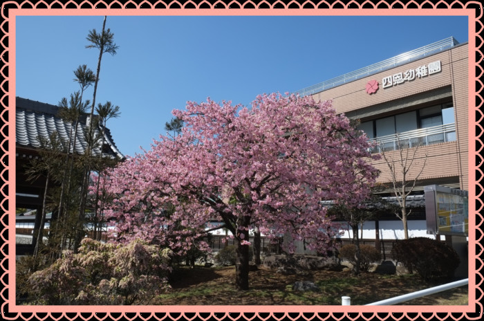 山門前の河津桜　　今年も見事に咲きました??