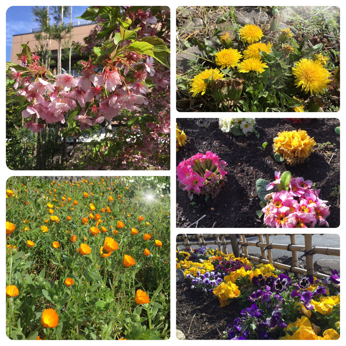 個性豊かなお花たち 