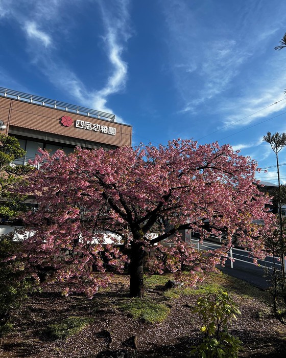 修了式の写真は河津桜の前で撮れました！