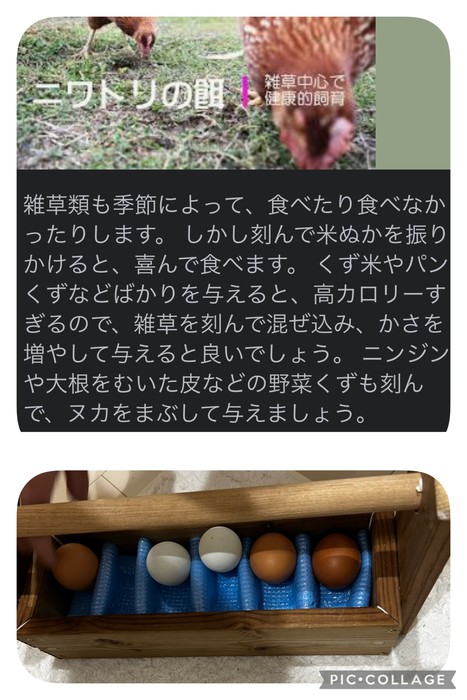 糠は床材として糠床にもなるようです！給食のお米が卵になるなんてステキ 