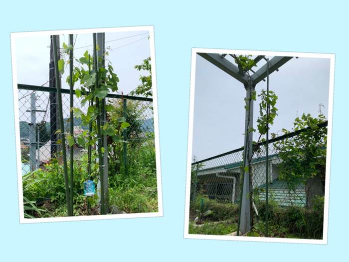 デラウェア（写真左）と巨峰（写真右）　葉が出て枝がぐんぐん伸びています