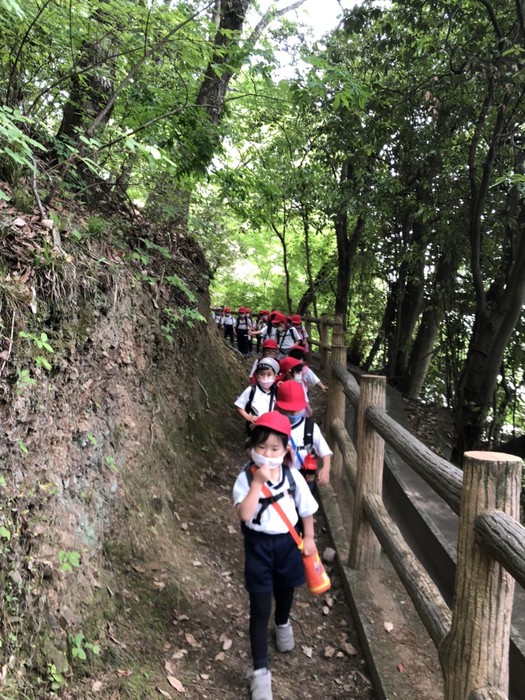 新緑が美しいです 