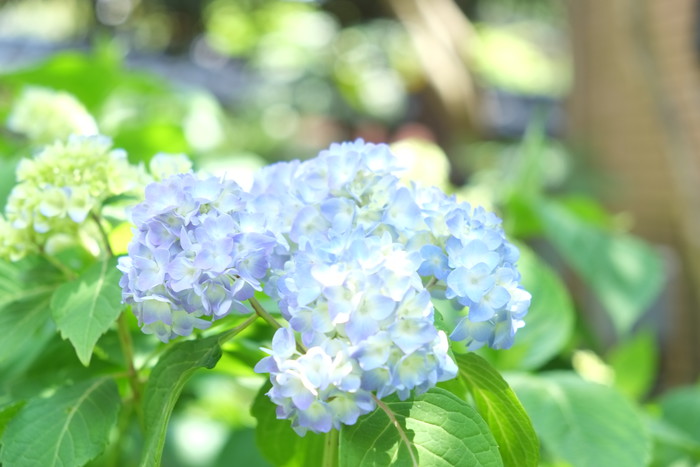 ついに咲きました！