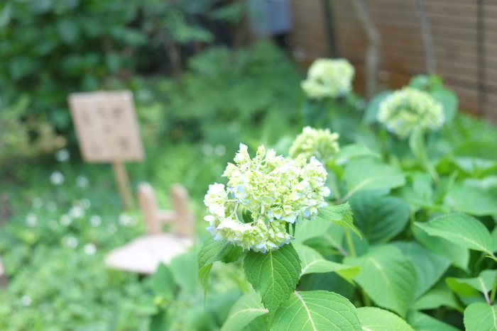 紫陽花はどうぞのイスの近く！