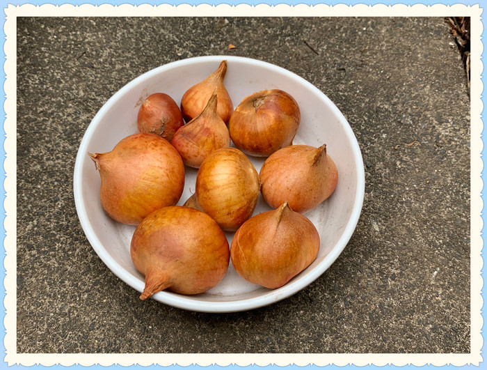 掘り出した球根　　見た目は玉ねぎ、ニンニクに似ています 