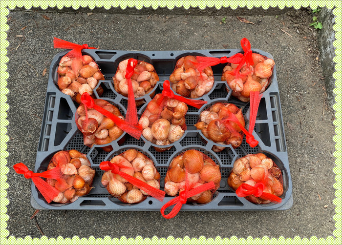 来年もきれいな花を咲かせるよう、風通しの良い日陰で保存します。