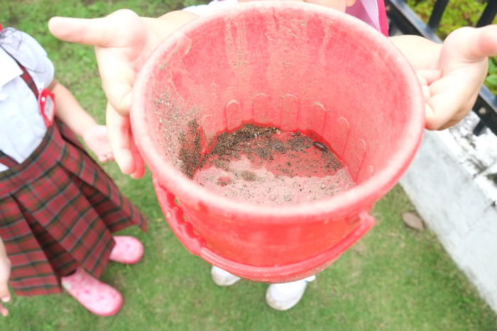 発見！だんごむし！