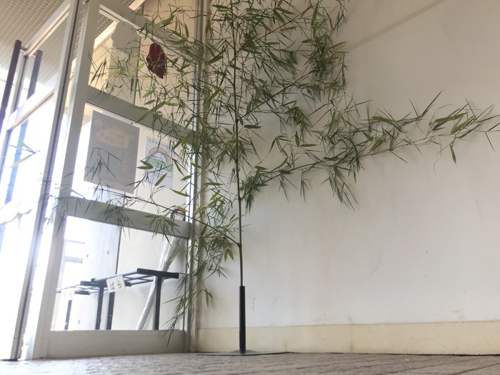 残念ながらかぐや姫は現れず