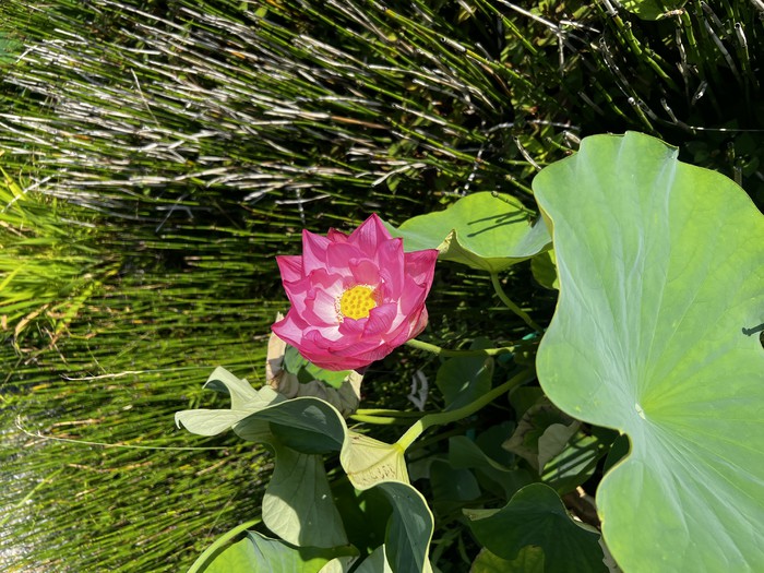 お施餓鬼の時はハスの葉っぱに洗ったお米と刻んだきゅうりとナスを盛り付けてお供えします。水の子と言います。