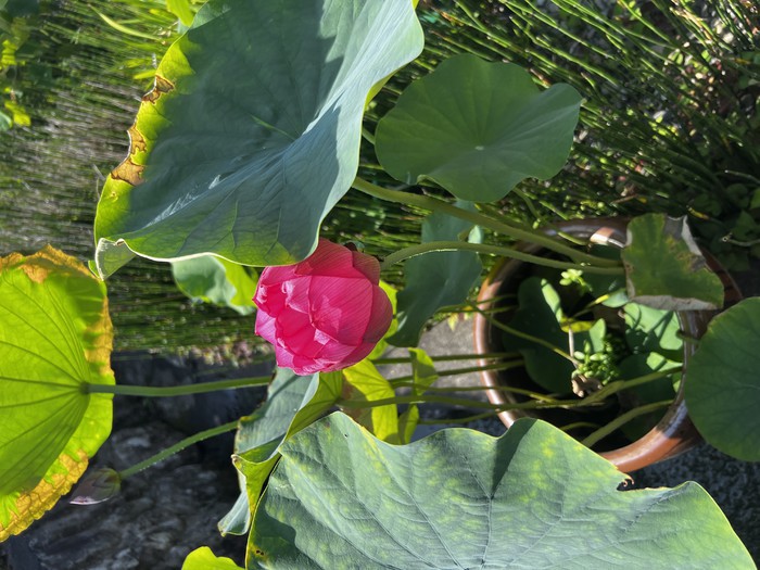 ハスの花の近くにはみそはぎもきれいに咲いています。どちらもお盆には欠かせない花ですね。