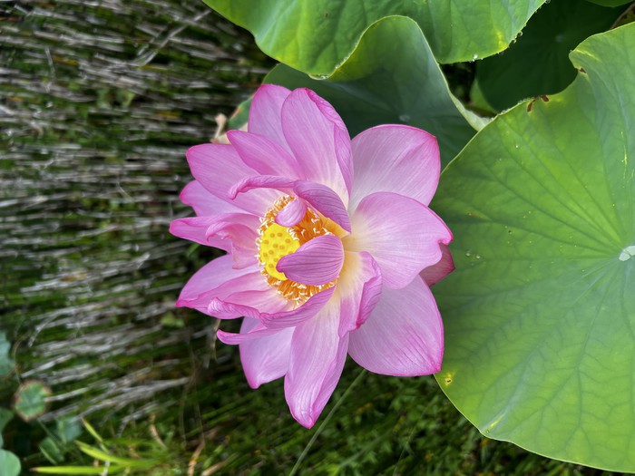 満開になりました 