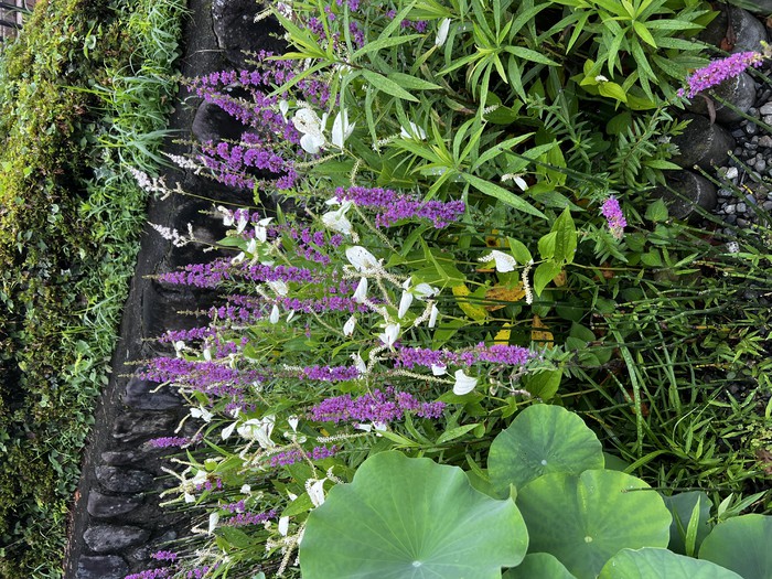 こちらがみそはぎです！住職が洒水に使います 清まってね 