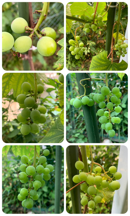 デラウェアの実が沢山成っています。