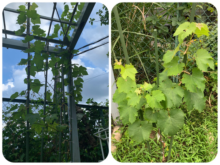 今年植えた巨峰の苗木（写真右）も順調に成長しています。